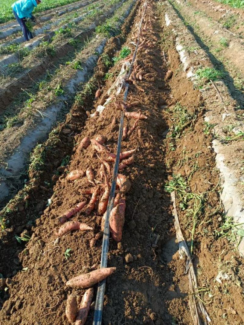 龙薯新鲜上市一手货源条形好无虫眼皮毛好对接市场商超