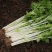 韩育白玉实芹芹菜种子清香脆嫩耐热抗寒农家四季播种优质菜种