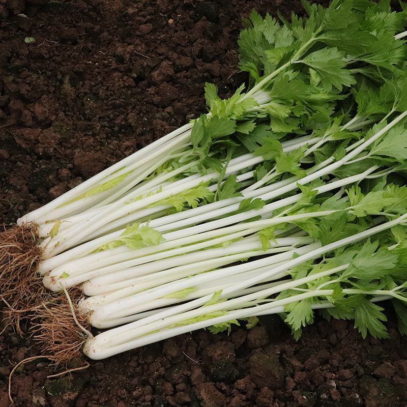 韩育白玉实芹芹菜种子清香脆嫩耐热抗寒农家四季播种优质菜种