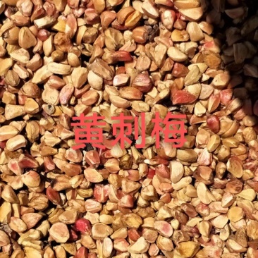 黄刺梅种子