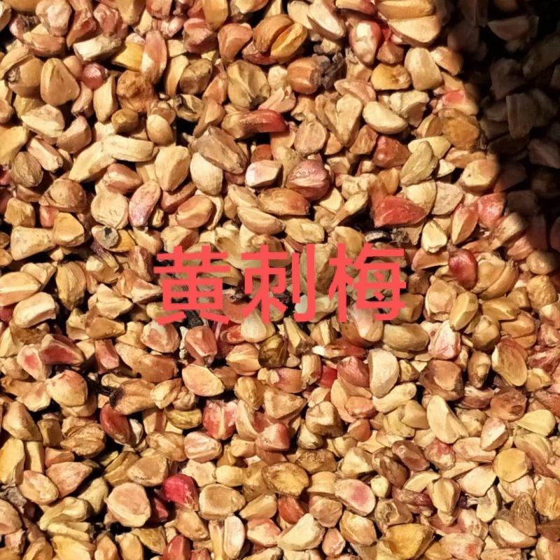 黄刺梅种子
