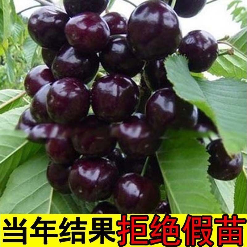 大樱苗车厘子苗樱桃苗产地直发保湿发货质量