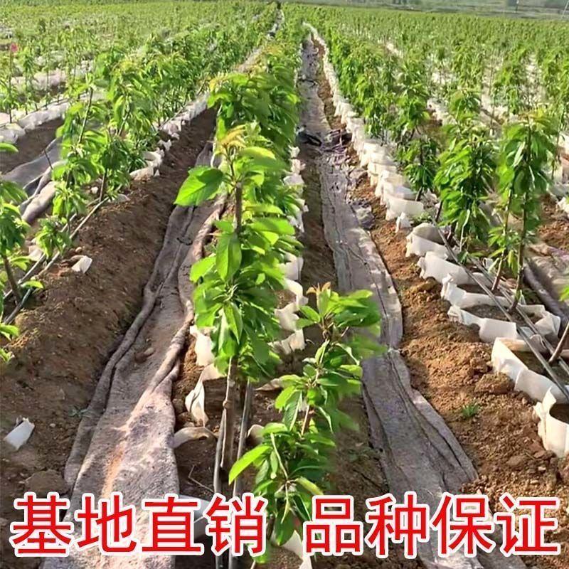 大樱苗车厘子苗樱桃苗产地直发保湿发货质量