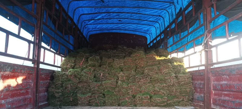 马尼拉草