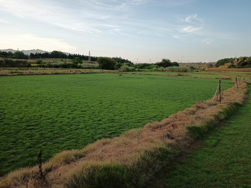 马尼拉草