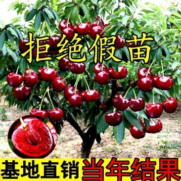 大樱苗车厘子苗樱桃苗产地直发保湿发货质量