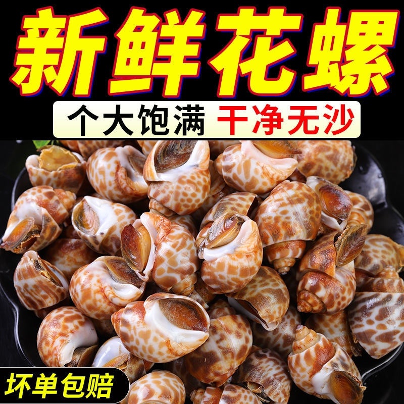 花螺东风螺海螺