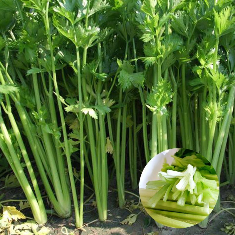 四季小香芹种子芹菜种子香味浓郁实心芹菜种子四季播农家蔬菜