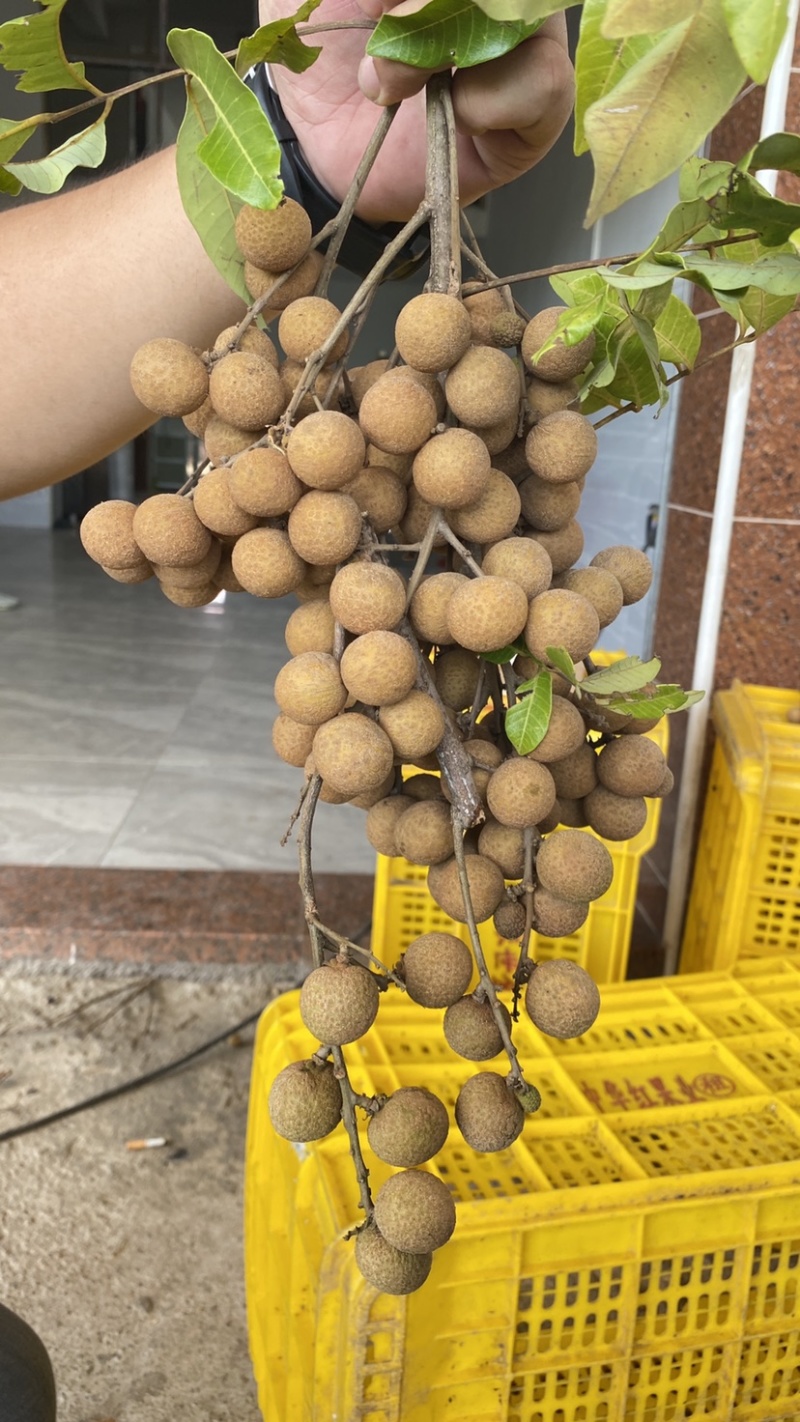 广西平南县广鲜果业石硖龙眼大量上市欢迎批发和电商客户洽谈