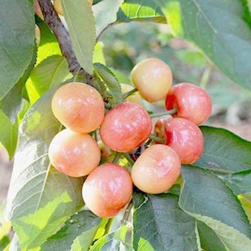 饿斯8号大樱桃桃嫁接苗，南北方都可以种植，量大从优基地直