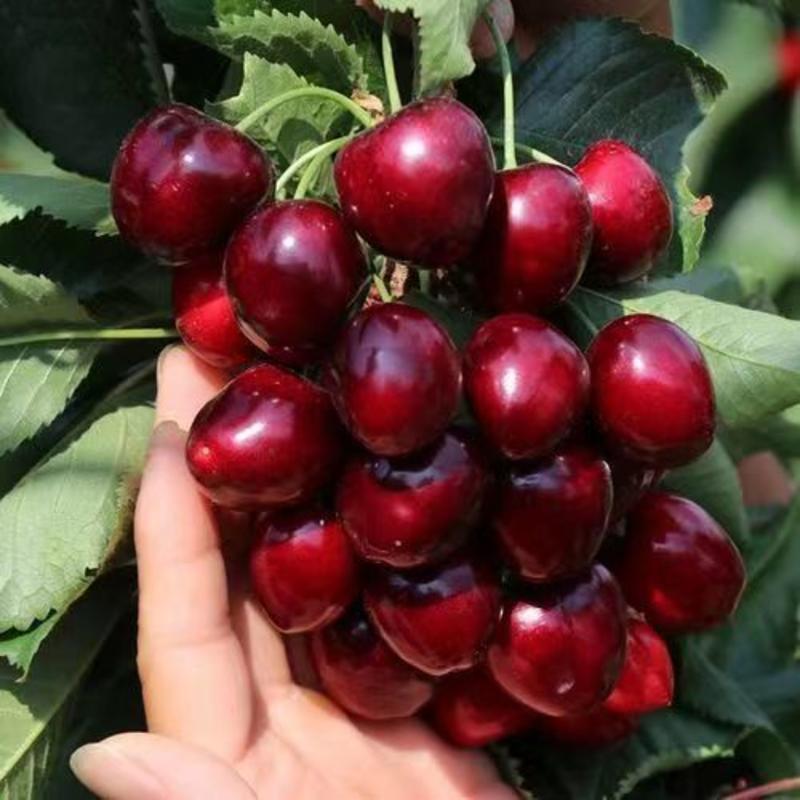 饿斯8号大樱桃桃嫁接苗，南北方都可以种植，量大从优基地直