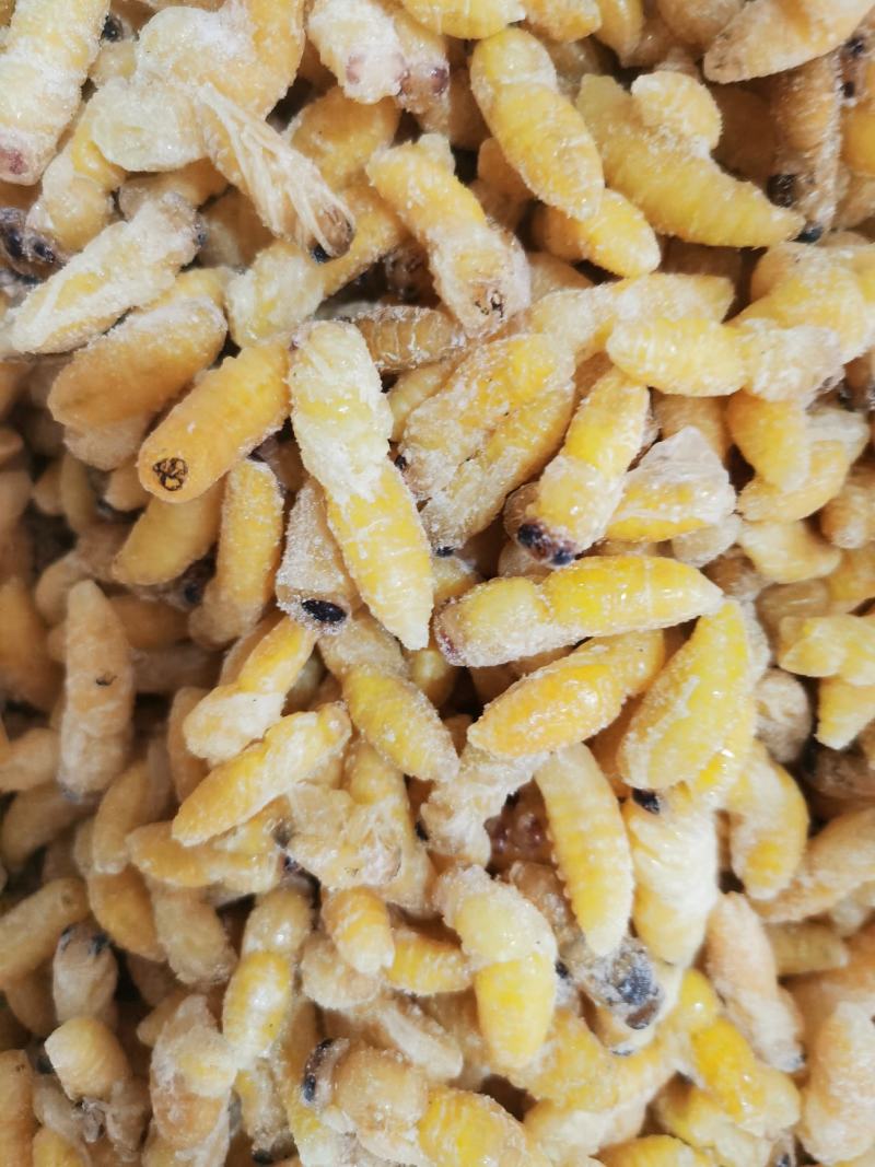 昆虫类，树蜂蛹。土蜂蛹，一二级混合，一级，二级，三级