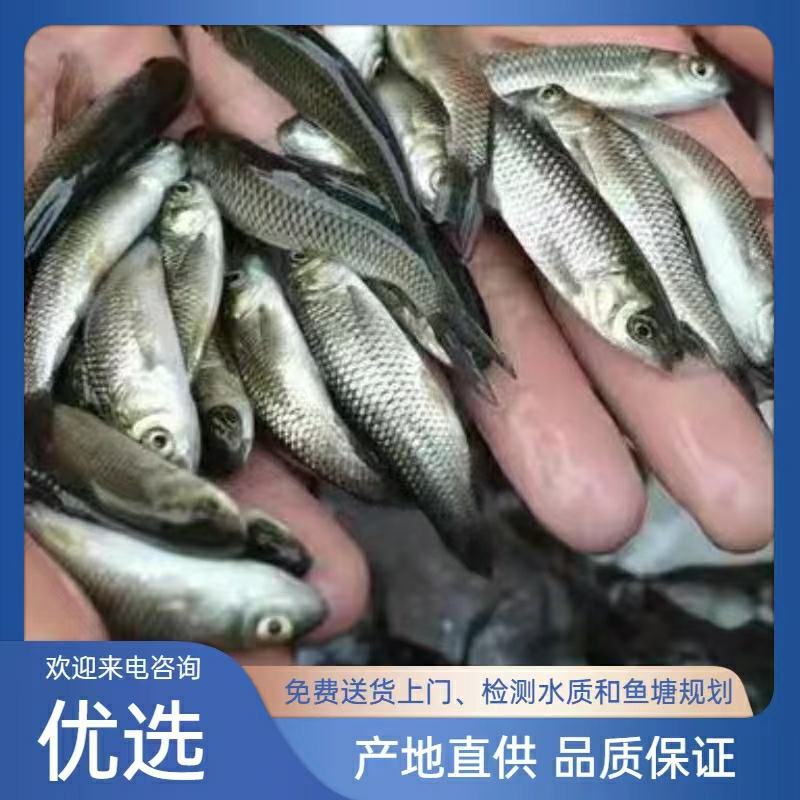 爆，【热卖草鱼苗长江一号】热卖中。。。。包技术。