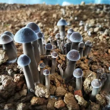 新鲜黑皮鸡枞菌和马桑菌
