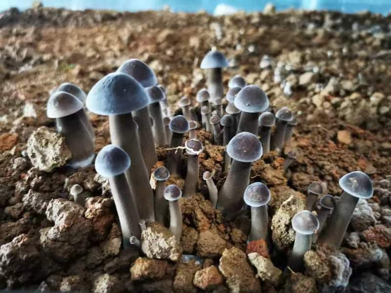 新鲜黑皮鸡枞菌和马桑菌