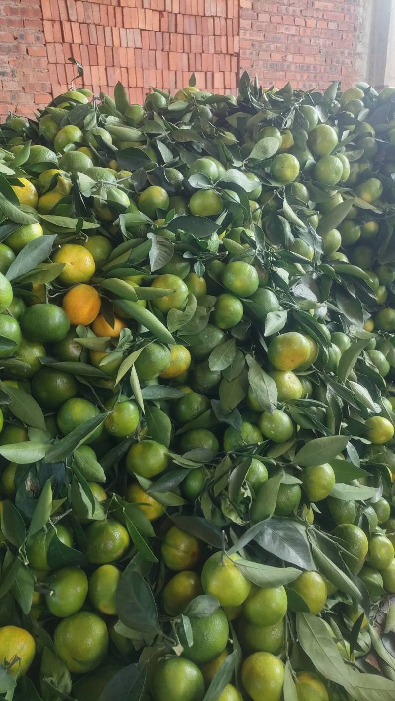 高山早熟柑桔蜜橘大量上市出货中，欢迎新老客户前来咨询