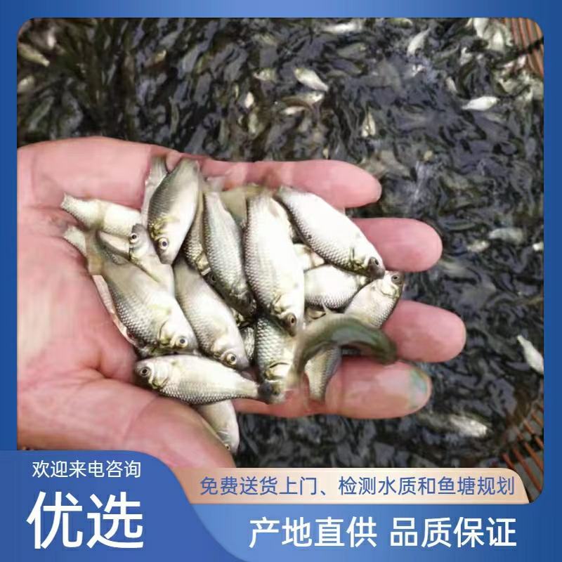 【热卖】中科三号鲫鱼苗大量出售，专车运输送货上门，