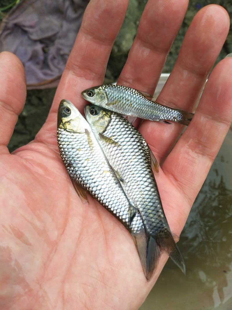 草鱼苗【广草一号草鱼苗】基地发货，送货上门。