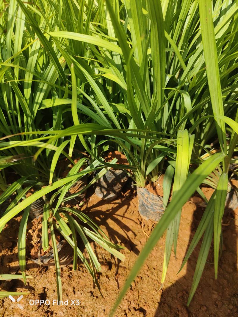 吉祥草10袋小杯苗。欢迎咨询选购。