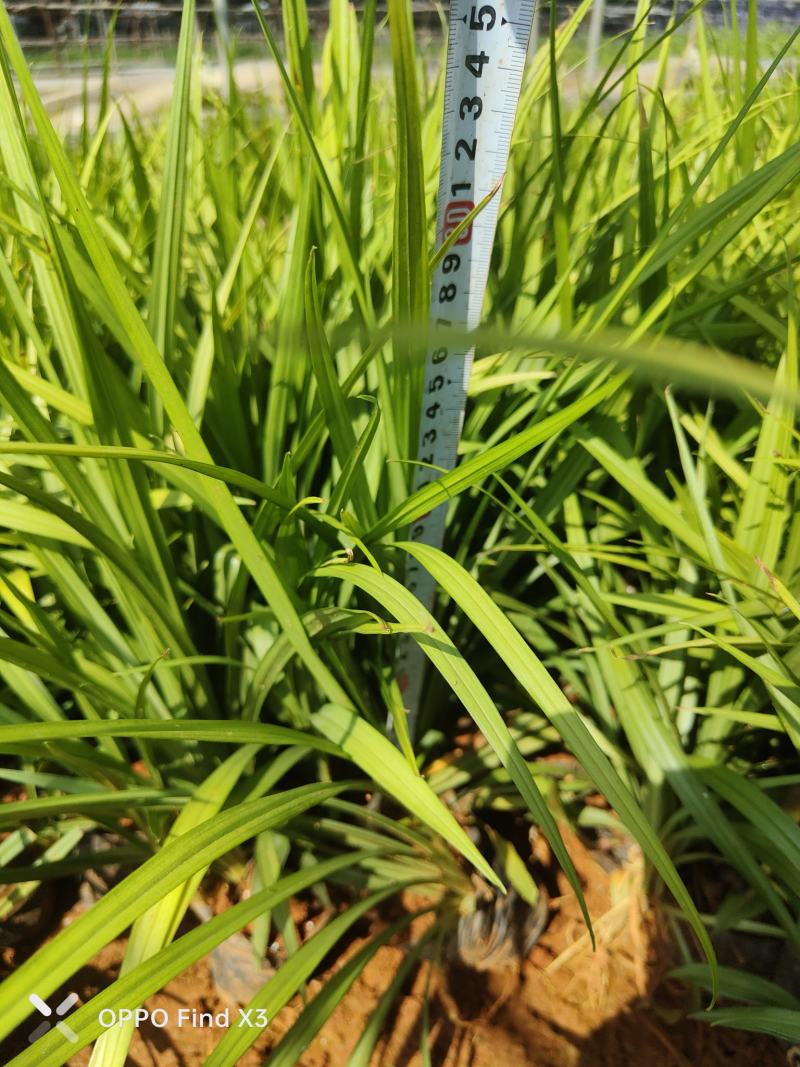 吉祥草10袋小杯苗。欢迎咨询选购。