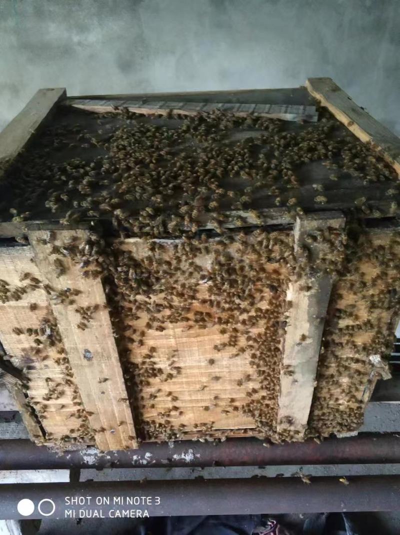 蜂蜜高山深山野生蜂蜜支持批发一件代发