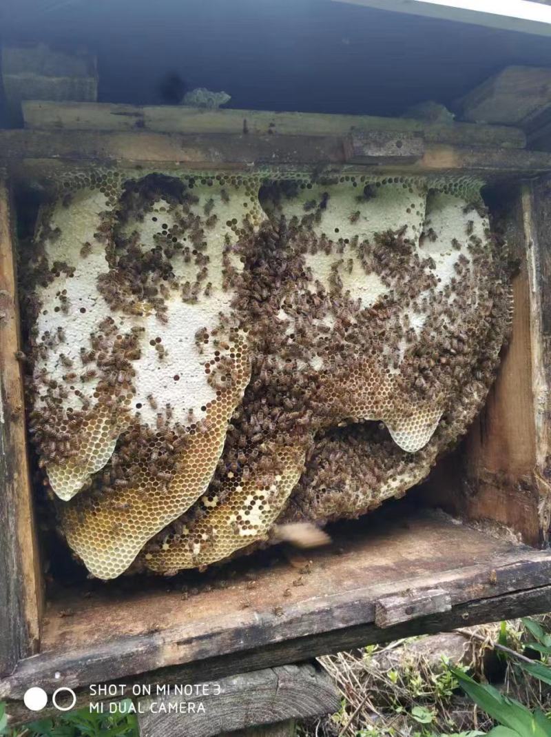 蜂蜜高山深山野生蜂蜜支持批发一件代发