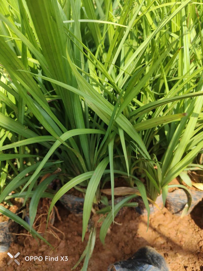 吉祥草10袋小杯苗。欢迎咨询选购。