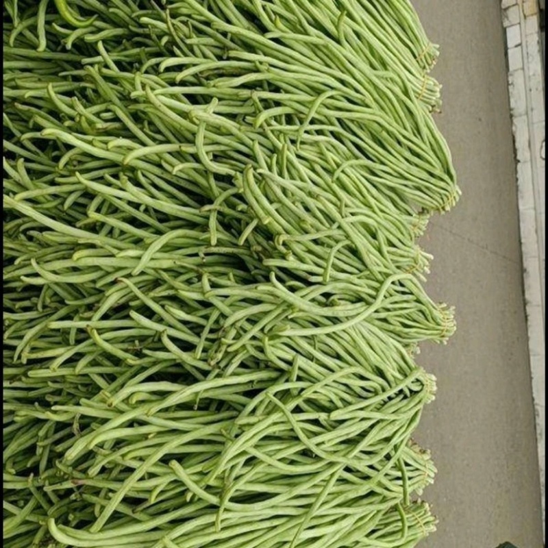 《推荐》长豆角，大量上市中，产地直销，颜色青绿，