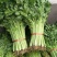 新四季小香芹种子香味浓嫩脆小芹菜播种高产大田菜