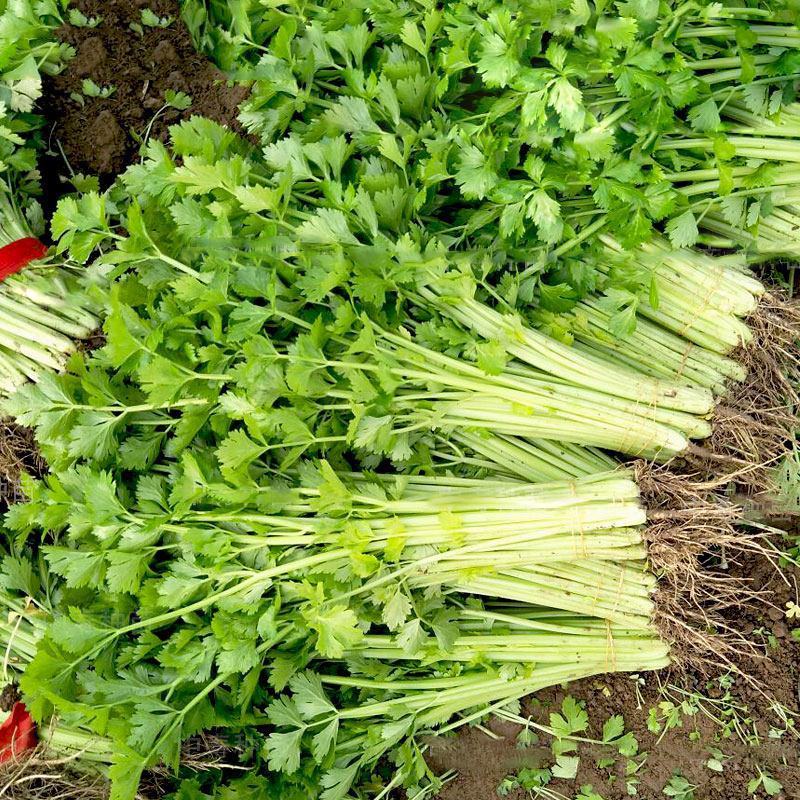 新四季小香芹种子香味浓嫩脆小芹菜播种高产大田菜
