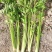 新四季小香芹种子香味浓嫩脆小芹菜播种高产大田菜