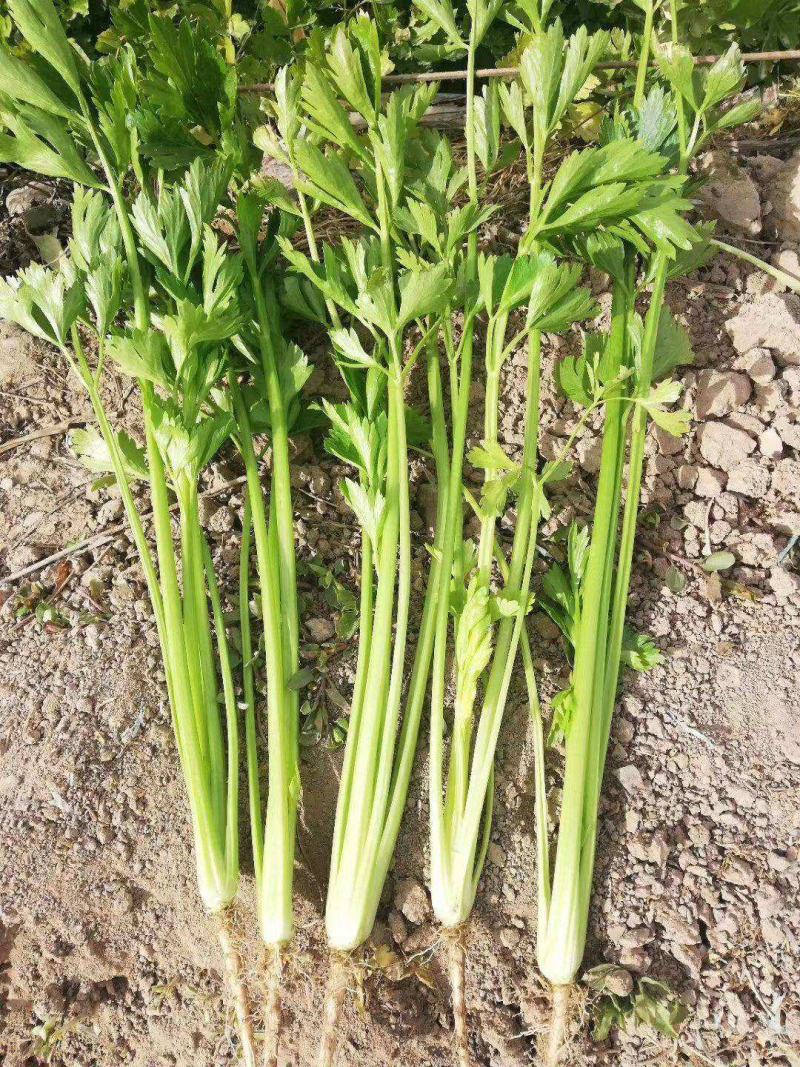 新四季小香芹种子香味浓嫩脆小芹菜播种高产大田菜