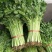 新四季小香芹种子香味浓嫩脆小芹菜播种高产大田菜
