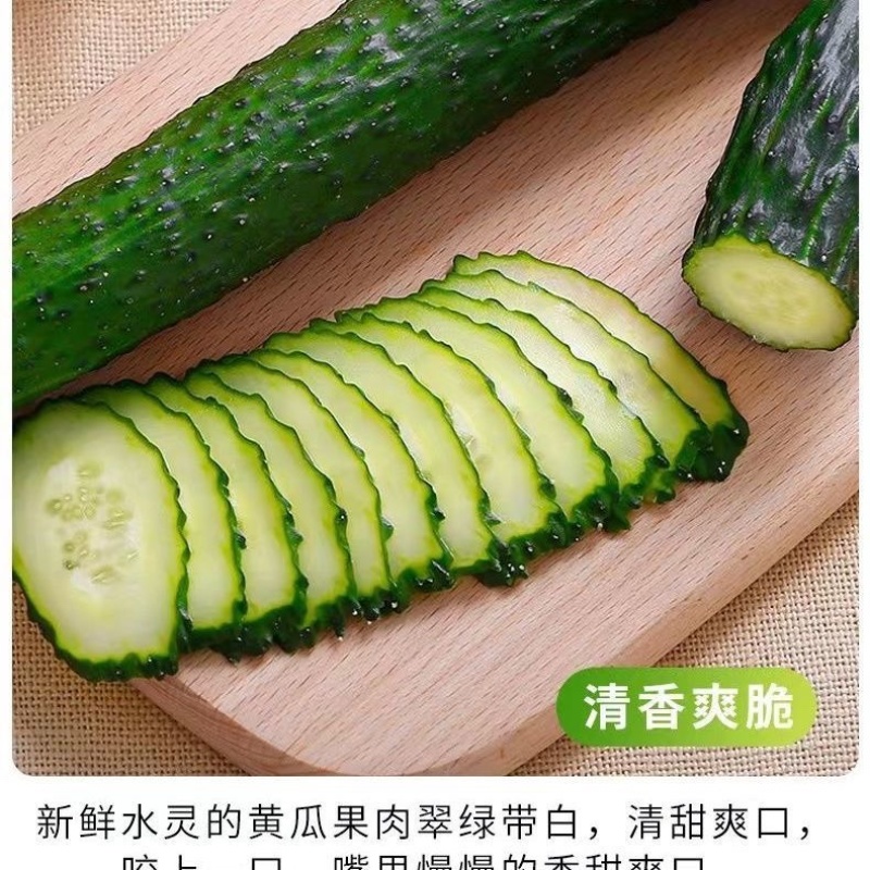 《推荐》黄瓜干花带刺25公分以上，瓜条顺直，颜色油亮