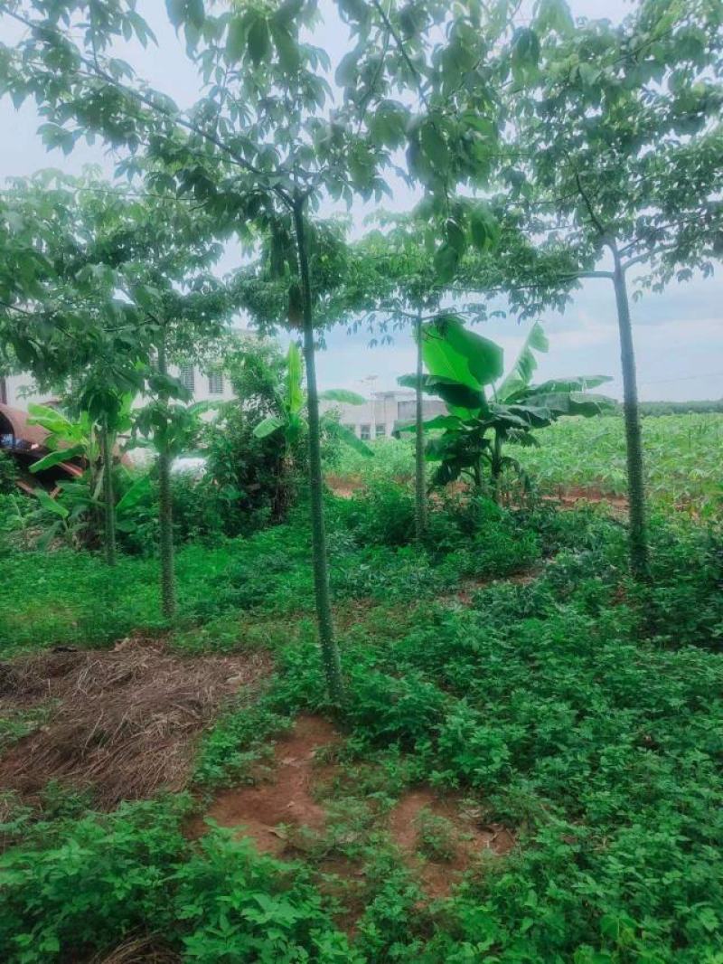 清场便宜美丽异木棉