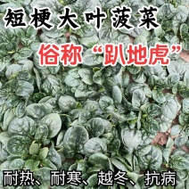 趴地菠菜种子抗霜霉病短梗大厚叶耐热耐寒越冬爬地菠菜种子