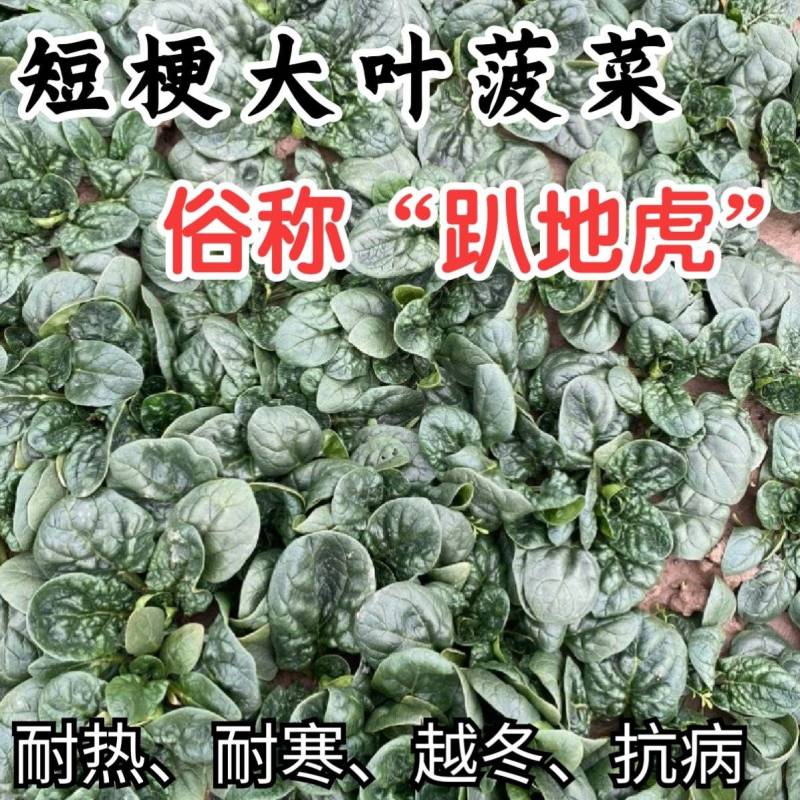 趴地菠菜种子抗霜霉病短梗大厚叶耐热耐寒越冬爬地菠菜种子