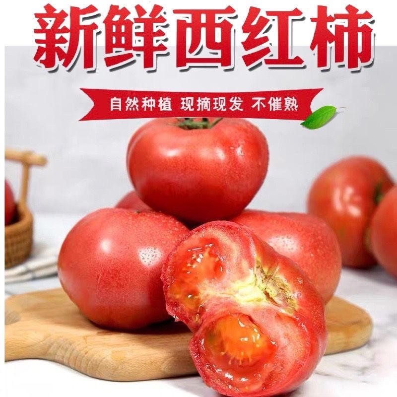 《精品》西红柿大量上市，产地直销弧三以上，粉红硬果