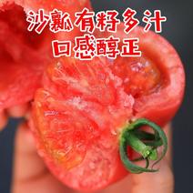 《精品》西红柿大量上市，产地直销弧三以上，粉红硬果