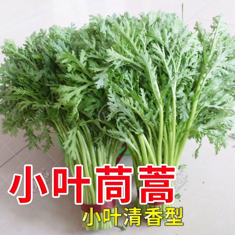 （优选）小茼蒿，产地发货，质量保证，欢迎选购