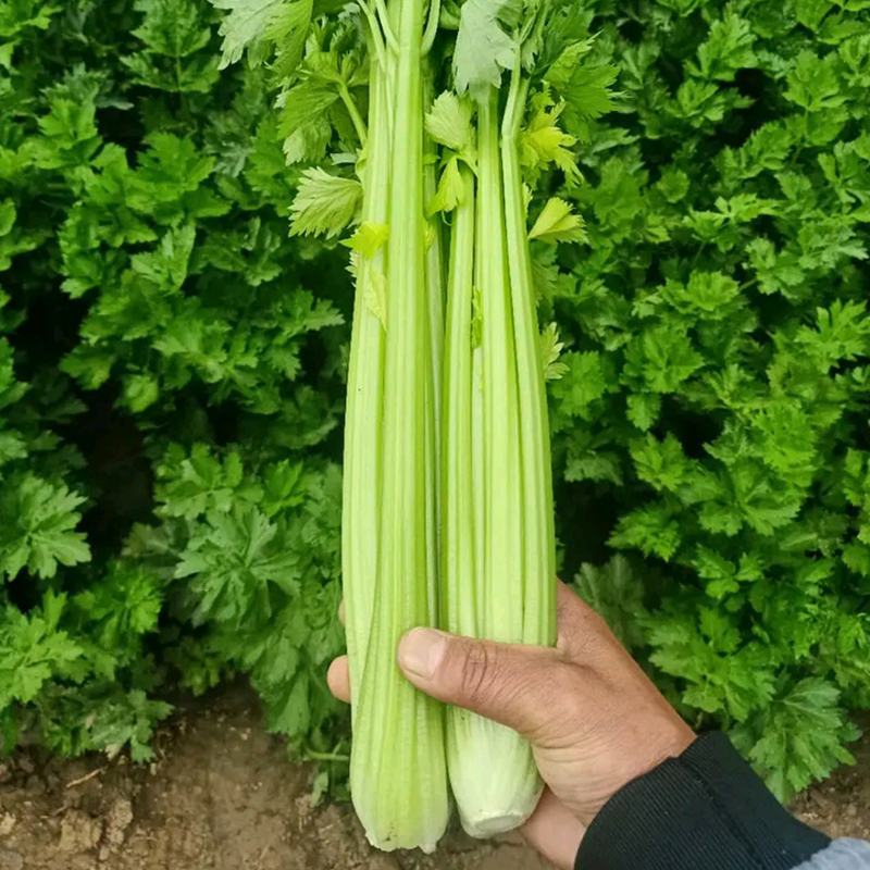 韩育津南实芹种子细嫩纤维少白根直立芹菜种籽农家田园播蔬菜