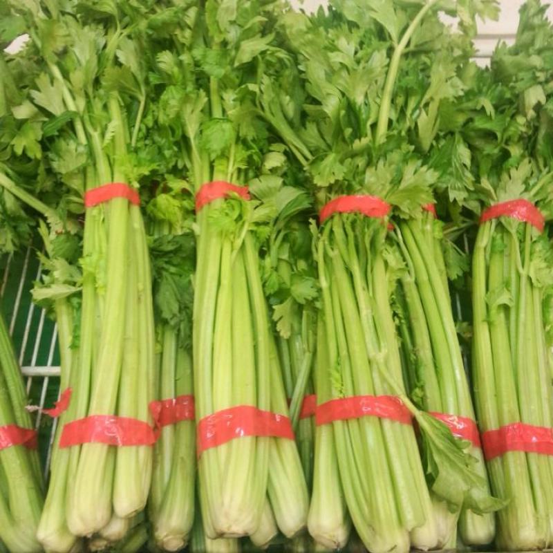 韩育津南实芹种子细嫩纤维少白根直立芹菜种籽农家田园播蔬菜