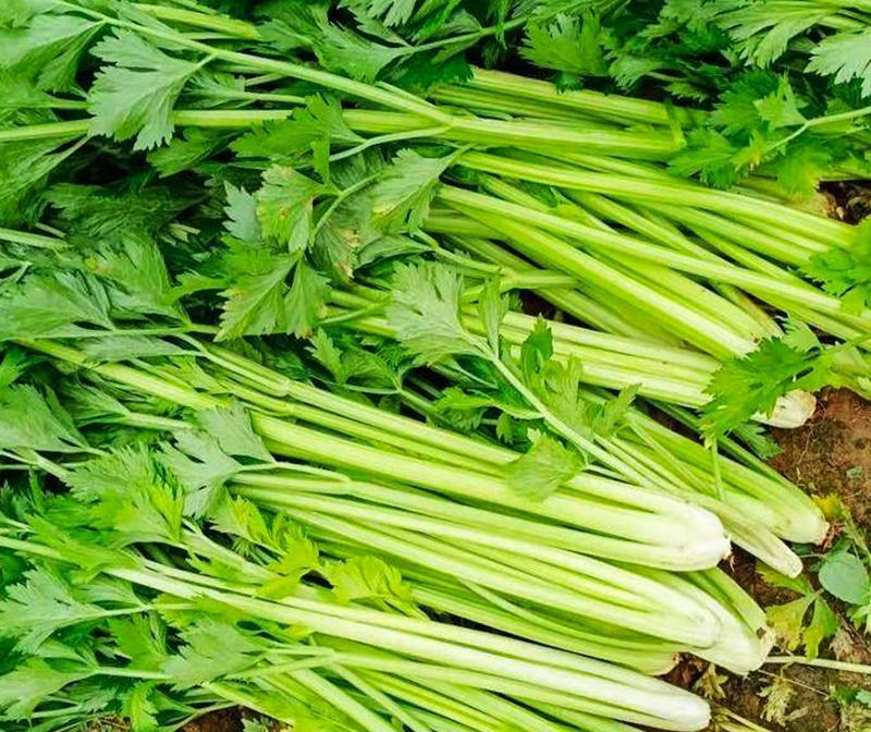 韩育津南实芹种子细嫩纤维少白根直立芹菜种籽农家田园播蔬菜