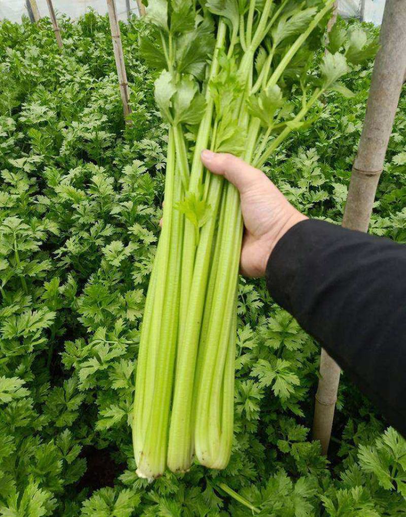 韩育津南实芹种子细嫩纤维少白根直立芹菜种籽农家田园播蔬菜
