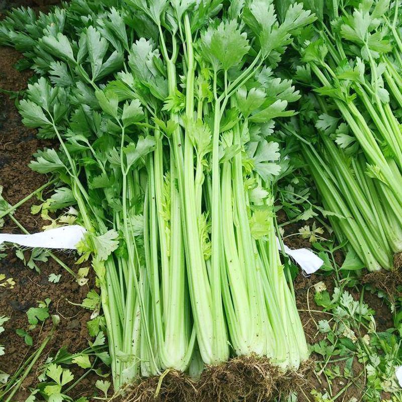韩育津南实芹种子细嫩纤维少白根直立芹菜种籽农家田园播蔬菜