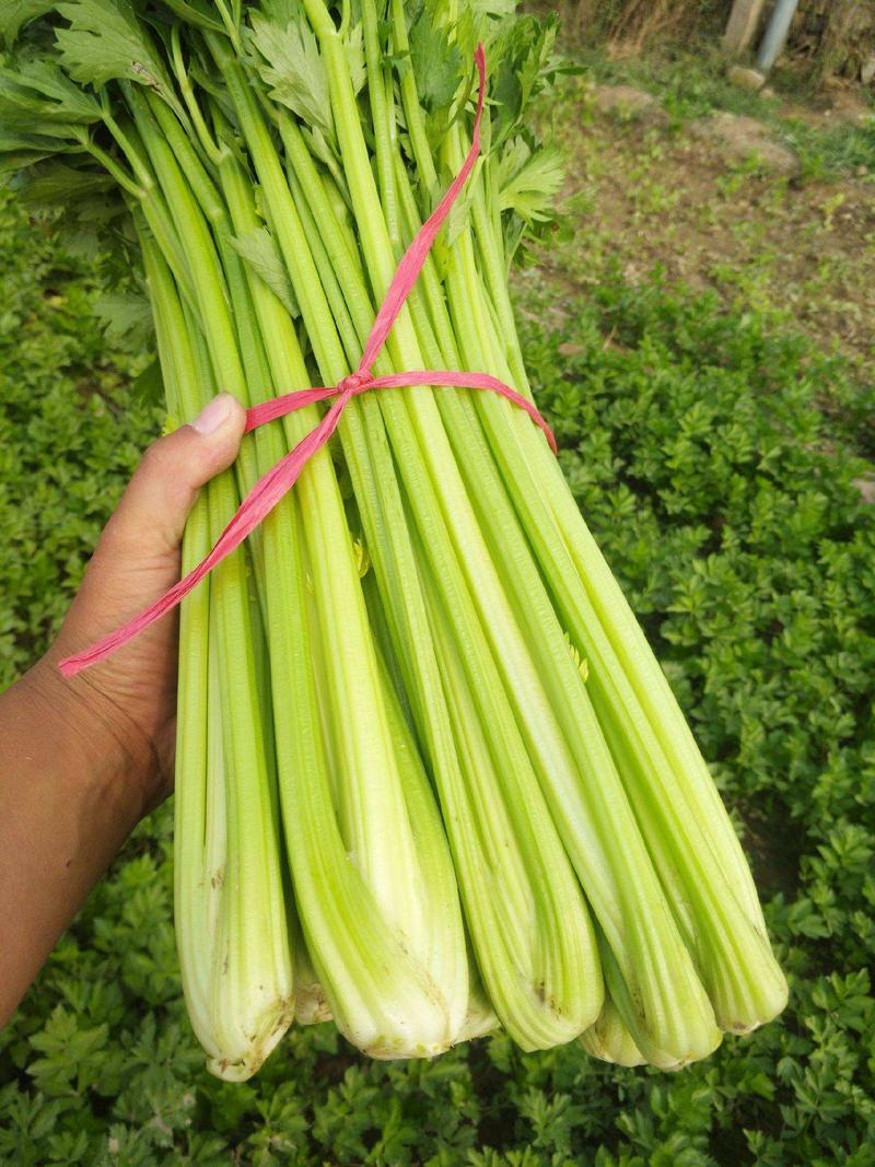 韩育津南实芹种子细嫩纤维少白根直立芹菜种籽农家田园播蔬菜
