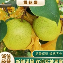 云南雪花梨产地直供一手货源，皮薄肉细口味纯甜