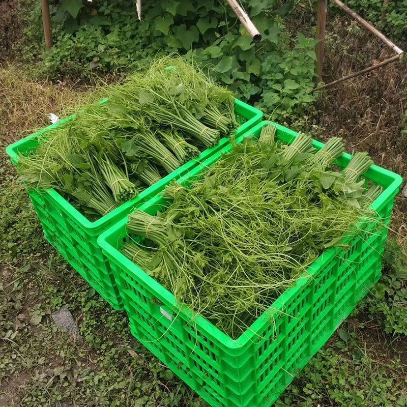 佛手瓜尖瓜苗瓜藤龙须菜丝瓜尖常年大量供货空运发货