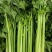 四季西芹种子法国皇后玻璃脆实芹菜种子农家菜园大田蔬菜籽