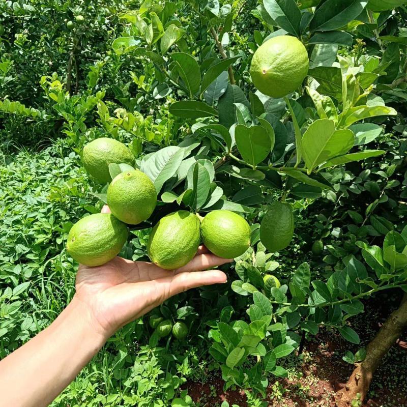 广东香水柠檬